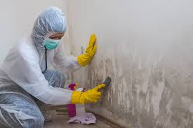 Why You Should Choose Our Mold Remediation Services in Bondurant, IA